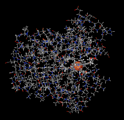 Myoglobin
