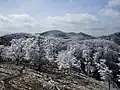 Mount Myōjin from Mount Hinokizuka Okumine (03/2009)