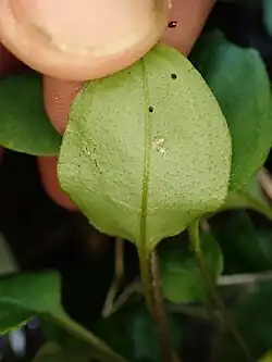 Lower leaf surface
