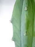 Close-up of Myrtillocactus geometrizans areoles with spines