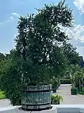Myrtle pot
