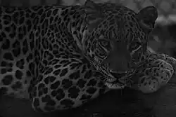Leopard