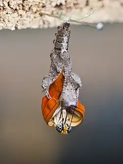 Specimen of an eclosing Dryas iulia butterfly