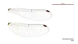Male wings