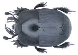 Nasaltus chinensis