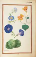Nasturcium indicum, vaulubilis, 1624 Recueil de fleurs et d'insectes dessinés et peints sur vélin