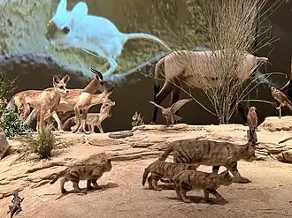 Native Animals
