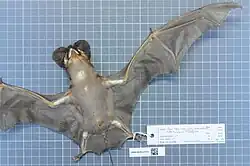 Brown bat