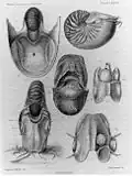 Anatomy of N. macromphalus from Arthur Willey's monograph, 1912