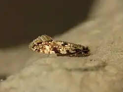 Nemapogon cloacella