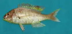 Dead Nemipterus japonicus on a blue background