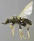 Nemotelus pantherinus lateral view