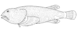 Dark toadfish, Neophrynichthys latus (Psychrolutidae)