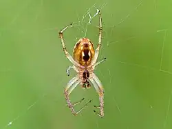 Male ventral