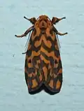 Nepita conferta