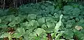 Colony in Tanguisson, Dededo, Guam