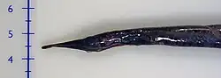 Nessorhamphus ingolfianus