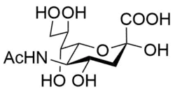 β anomer