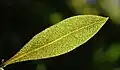 Leaf