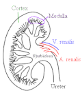 Kidney