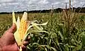 Maize and coconut plantations are common in and around Cruzeiro do Sul.
