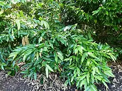 Habit