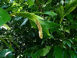 Flower budding