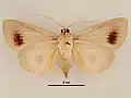 Female, ventral view