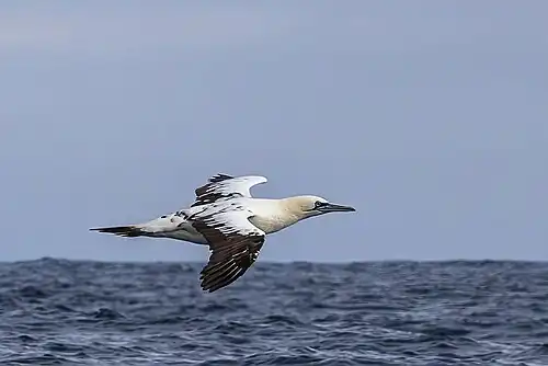 adult