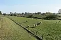 Levee at the Jümme River (Germany)