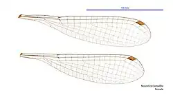 Female wings