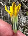 Phyllaries
