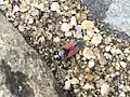 Notonecta lobata, México