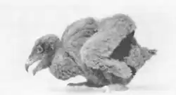 Nestling