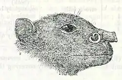 Drawing of bat head