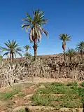 Food crops
