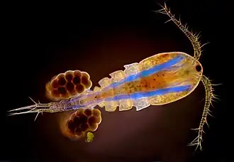 Many copepods and other small Crustacea have their eyes combined into a single cycloptic compound eye in the middle of the head, visible here as the dark spot between the bases of the antennae.