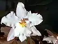 Pacho typus flower
