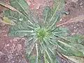 Rosette