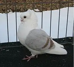 Old German Owl