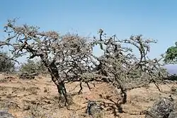 Image 14Frankincense trees in Dhofar in southern Oman (from Tourism in Oman)