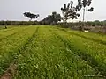 Onion cultivation in a field