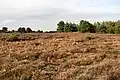 Cawston and Marsham Heaths