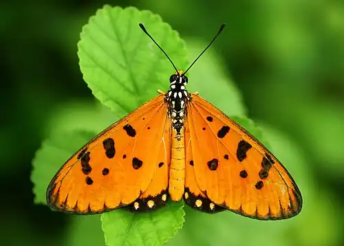 Dorsal view