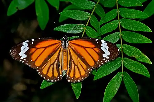 Dorsal view