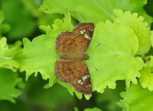 Dorsal view