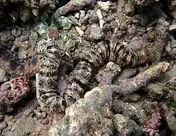 Opheodesoma grisea