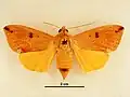 Female, dorsal view