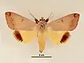 Female, dorsal view