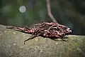Pair of a species, called Orestes sp. 'Kong Plong'